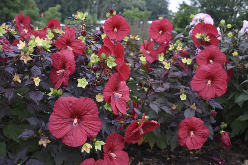 'Holy Grail' Hibiscus