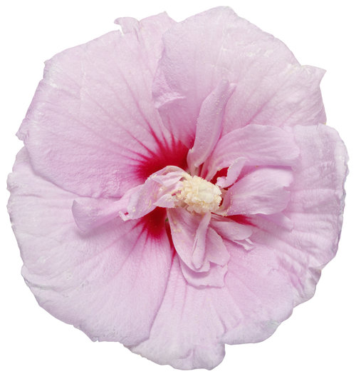 hibiscus_lavendar_chiffon_01.jpg