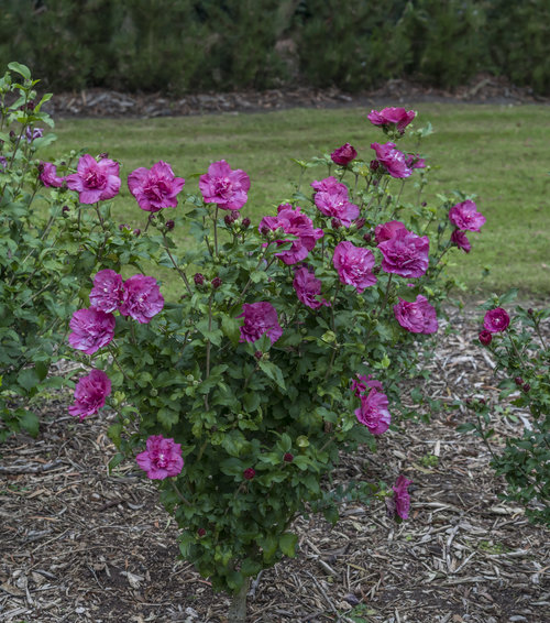 Magenta Chiffon rose of Sharon in bloom in the landscape