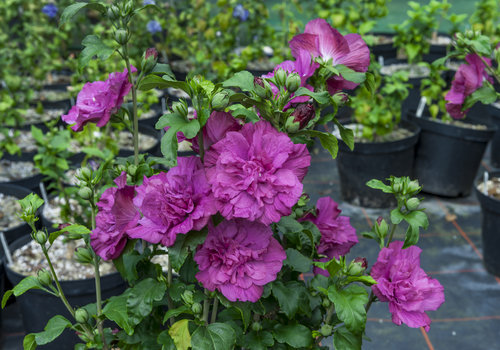 Magenta Chiffon rose of Sharon with several blooms on it