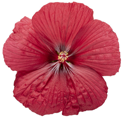 hibiscus_summerific_holy_grail_02.jpg