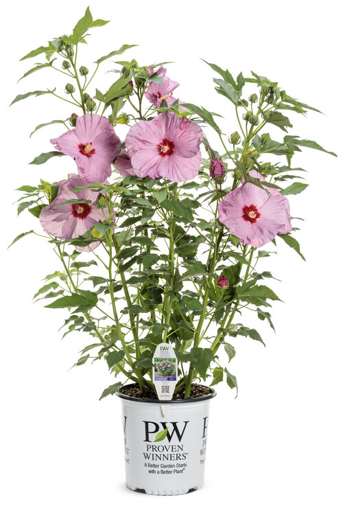 hibiscus_summerific_lilac_crush_2-gal.jpg