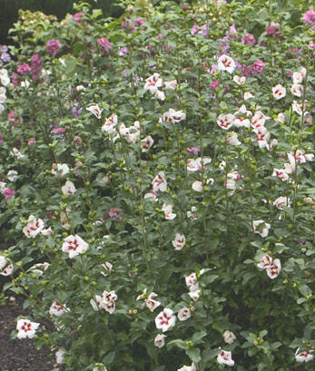 hibiscuslilkim9734c.jpg