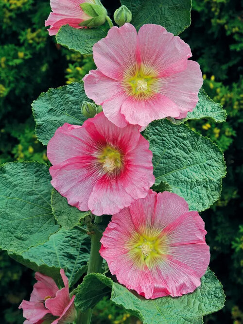Spotlight Radiant Rose - Hollyhock