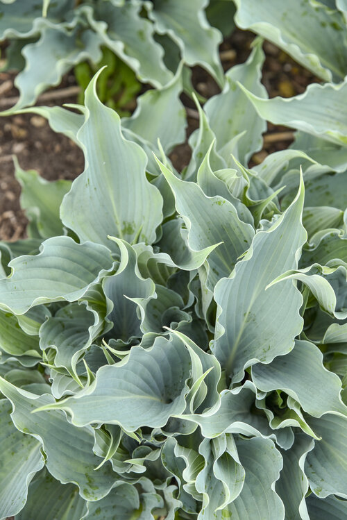 Hosta Shadowland Waterslide