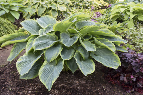 'Wu-La-La' Hosta