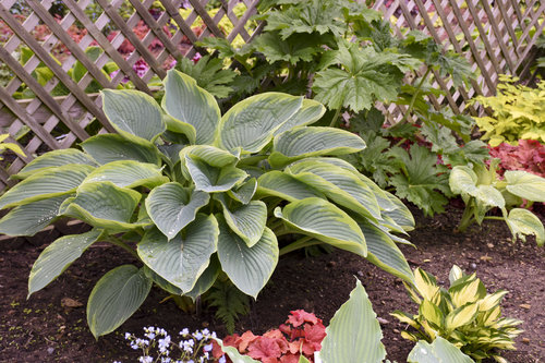 'Wu-La-La' Hosta