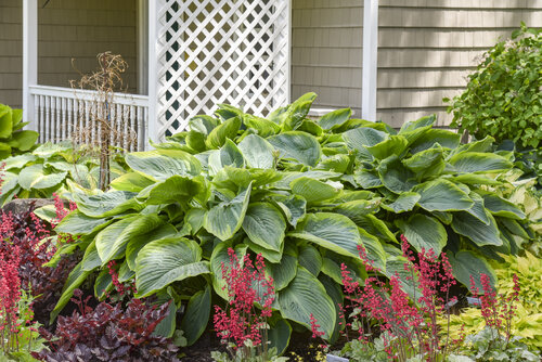 Hosta Shadowland Giant Wu-La-La