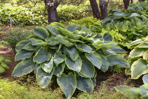 Hosta Shadowland Giant Wu-La-La