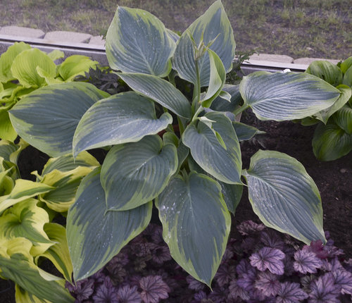 hosta_wu-la-la_cjw15_5.jpg