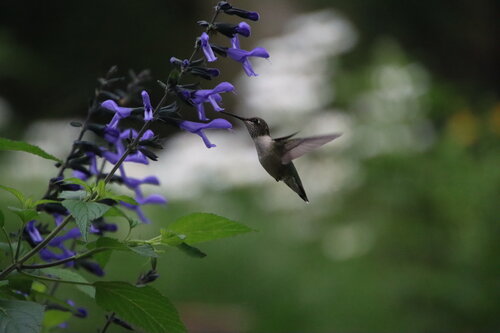hummingbird_blue_suede_shoes.jpg
