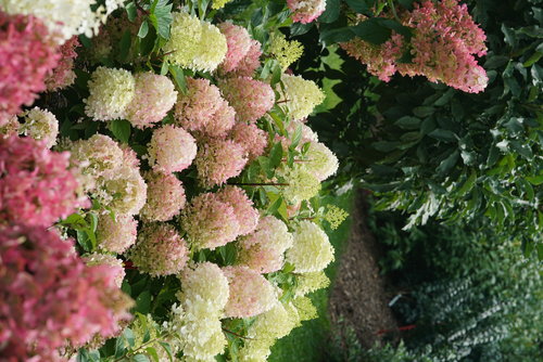 Fire Light Tidbit hydrangea in a landscape with its flowers developing pink colo