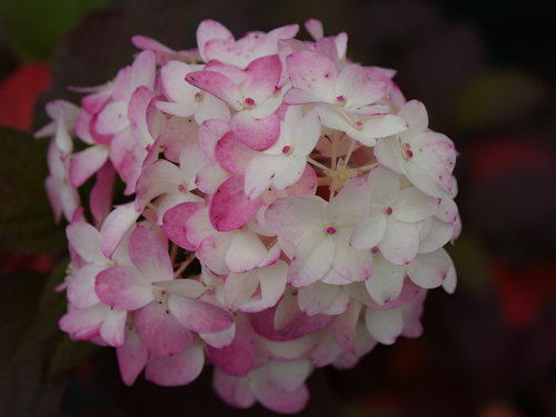The flowers of Fire Light Tidbit hydrangea develop truly stunning pink color in 