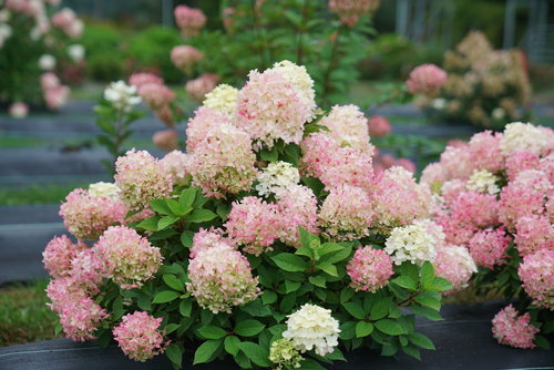 Fire Light Tidbit hydrangea in its early stage of bloom color, which is pink.