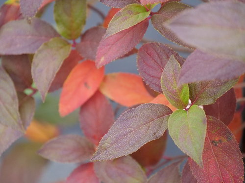 The unique fall foliage color of Fire Light Tidbit panicle hydrangea.