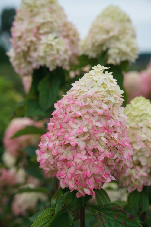Closeup of a flower of Limelight Prime hydrangea in late summer.