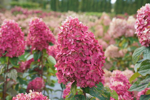 Limelight Prime hydrangea flowers in full color in a landscape