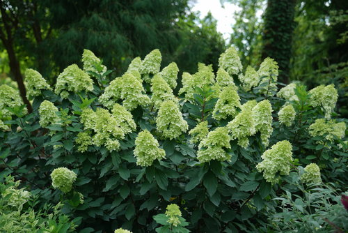 Limelight Prime panicle hydrangea blooming in a landscape.