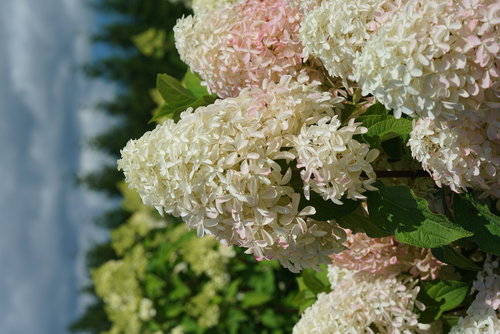 The large mophead blooms of Quick Fire Fab panicle hydrangea beginning to develo