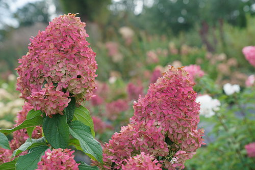 The large mophead blooms of Quick Fire Fab hydrangea turning bright pink in autu