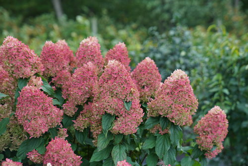 Quick Fire Fab hydrangea with full fall color on its flowers.