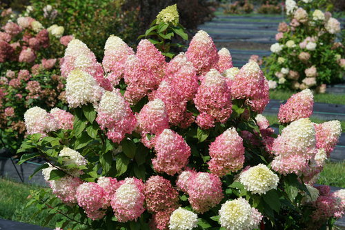 Quick Fire Fab hydrangea in its earliest stages of taking on bright pink tones.
