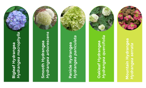 hydrangea_5_graphic.png