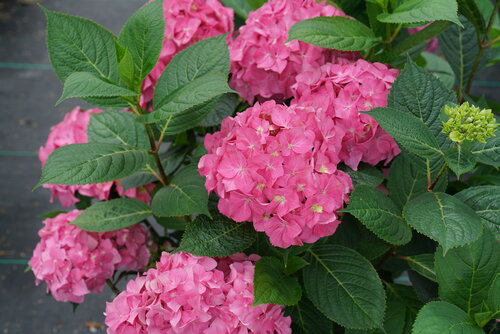 hydrangea_lets_dance_arriba_dsc00163.jpg