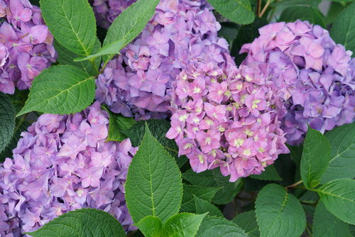 hydrangea_lets_dance_arriba_dsc00164.jpg
