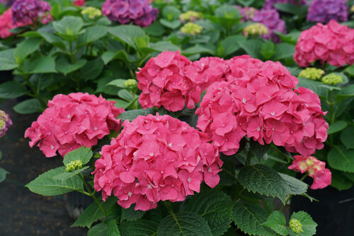 Fully saturated dark pink blooms on Let's Dance Big Band bigleaf hydrangea.