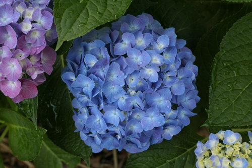 hydrangea_macrophylla_lets_dance_blue_jangles_img_7687.jpg