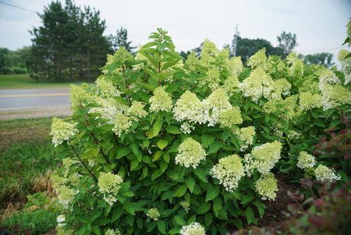 Zinfin Doll hydrangea starts blooming white before it turns pink.