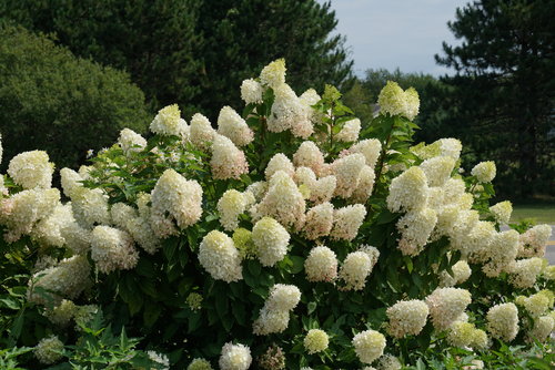 Zinfin Doll hydrangea starts blooming white before it turns pink.