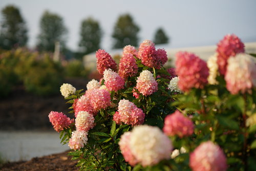 Zinfin Doll panicle hydrangea takes on pink and red tones in late summer.