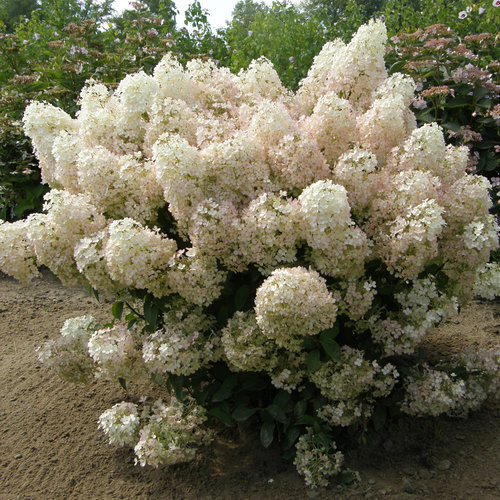 Bobo hydrangea in bloom