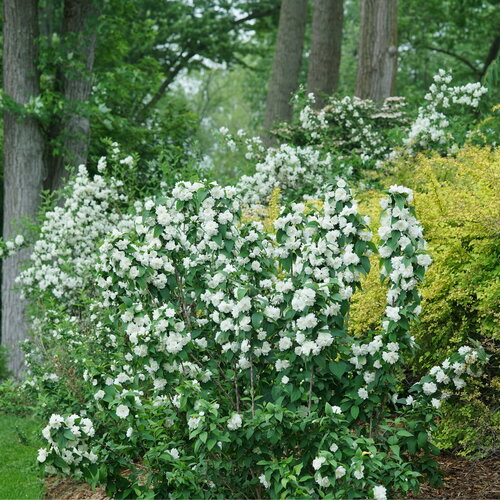 Illuminati Spice mock orange with its springy upright form covered in white bloo