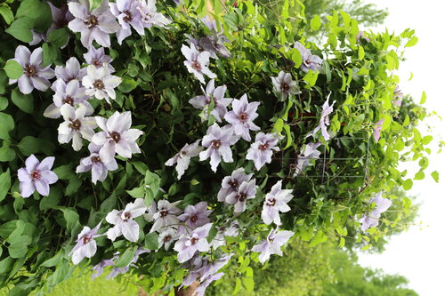 Still Waters clematis has purple petals and a red center.