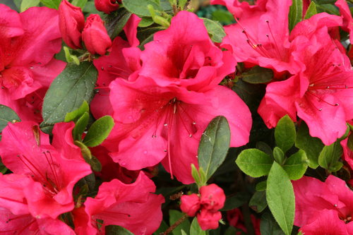 Bloom-A-Thon® Red - Reblooming Azalea