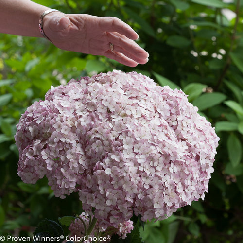 Incrediball Blush hydrangea