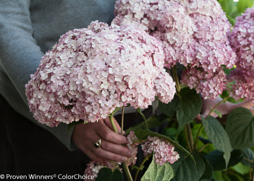 Incrediball Blush Hydrangea