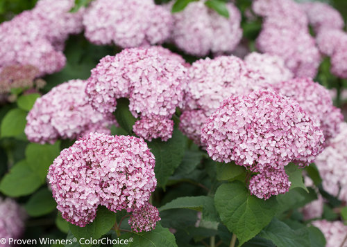 Incrediball Blush Hydrangea