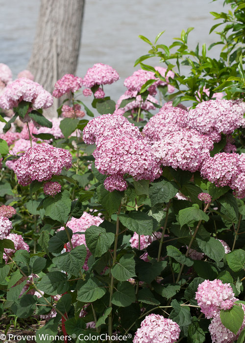 Incrediball Blush Hydrangea