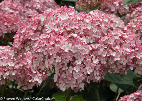 Incrediball Blush Hydrangea