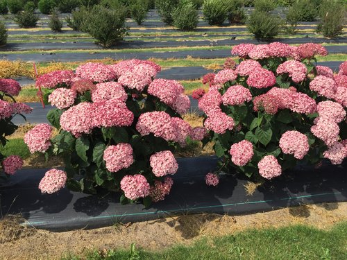Incrediball Blush hydrangea