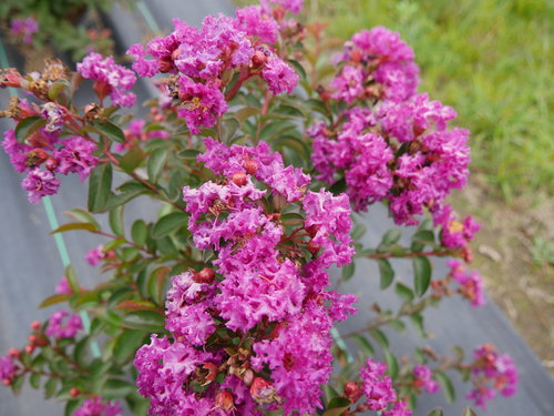 Infinitini Purple crapemyrtle