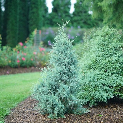 Luminous light blue Aquavita juniper with fluffy foliage in a very green garden.