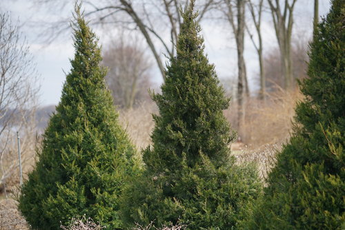 Three Gin Fizz juniper in the landscape