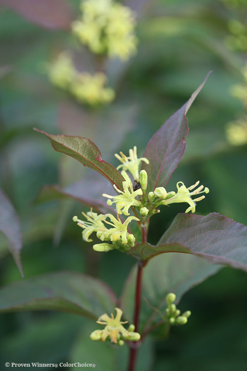 Kodiak Red Diervilla