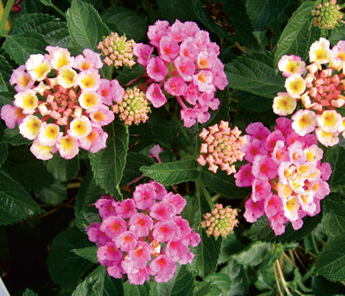 lantana-bandanna-pink-5627_7.jpg