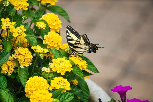 lantana-butterfly.jpg